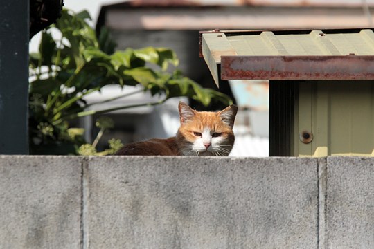太田区のねこ