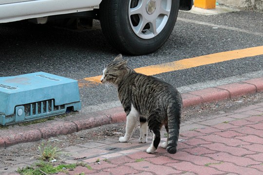 太田区のねこ