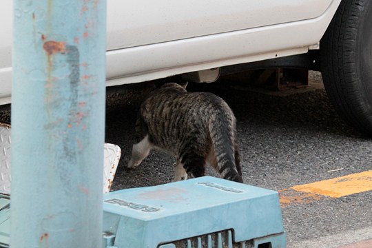 太田区のねこ