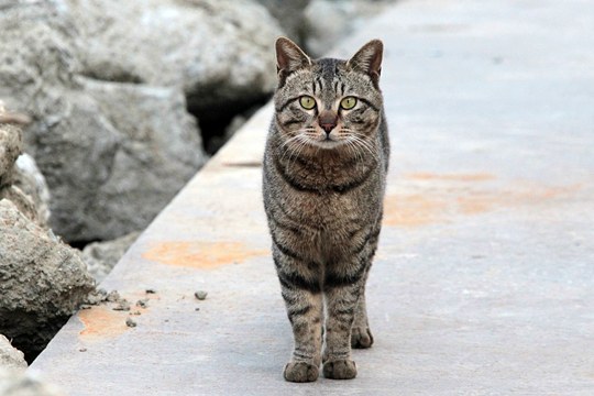 太田区のねこ