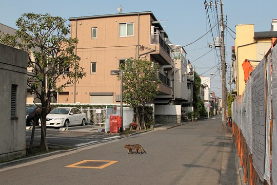 太田区のねこ