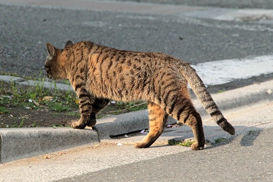 太田区のねこ