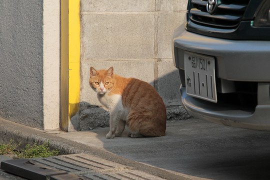 太田区のねこ