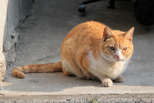 太田区のねこ