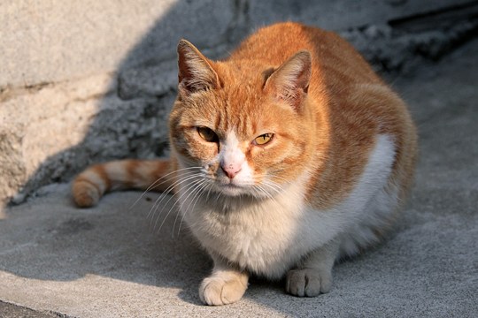 太田区のねこ
