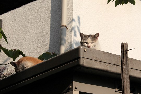 太田区のねこ