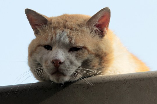太田区のねこ