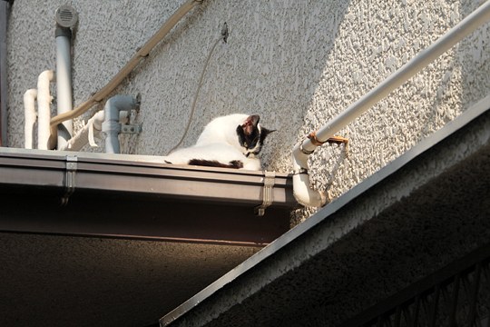 太田区のねこ