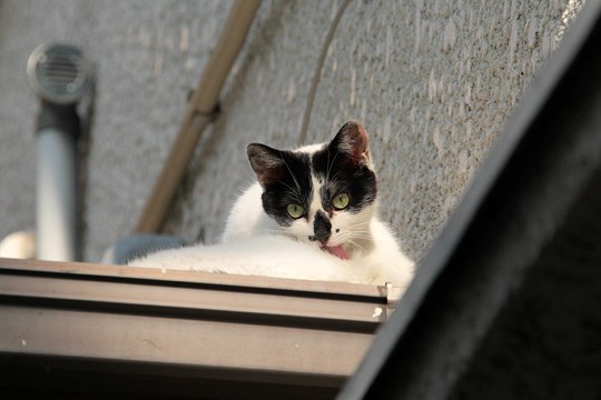 太田区のねこ