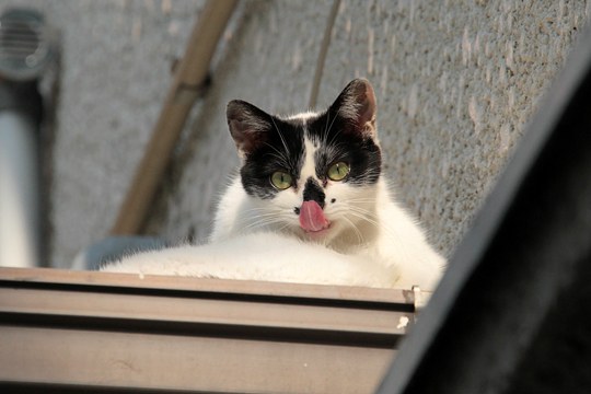 太田区のねこ