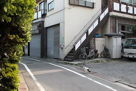太田区のねこ