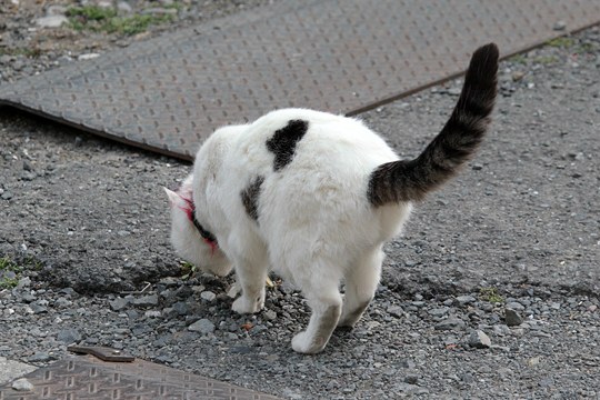 太田区のねこ
