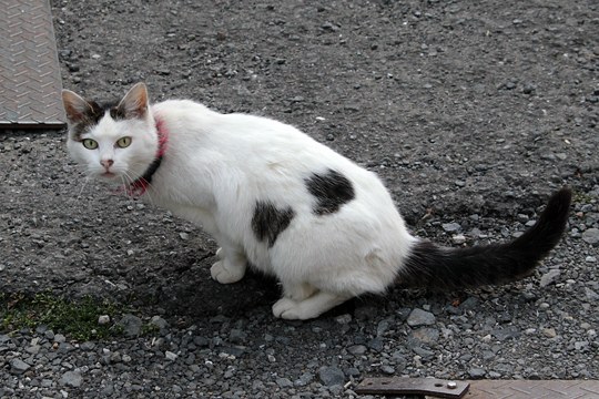 太田区のねこ