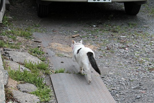 太田区のねこ