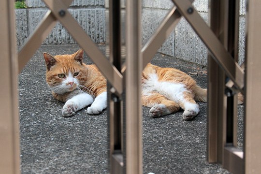 太田区のねこ