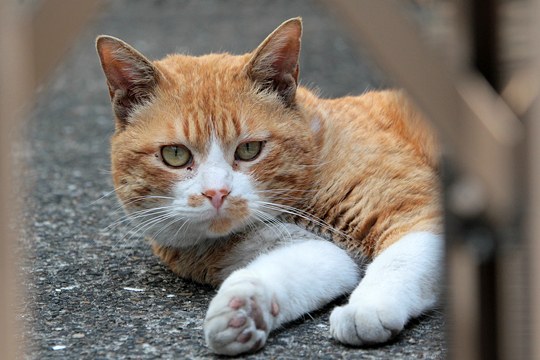 太田区のねこ