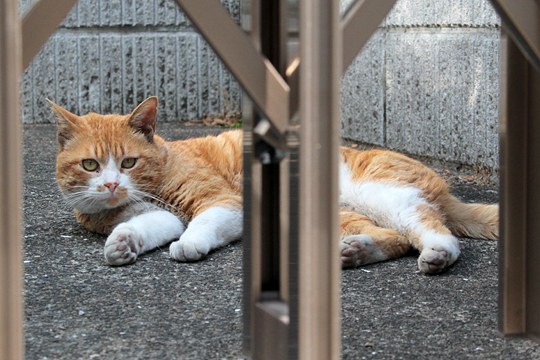 太田区のねこ