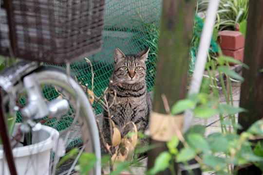 太田区のねこ