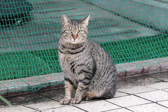 太田区のねこ