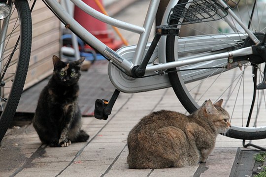 太田区のねこ