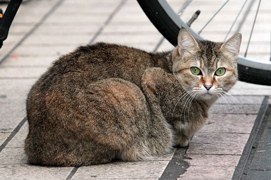 太田区のねこ