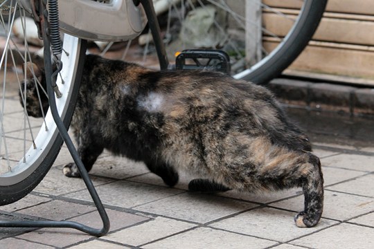 太田区のねこ