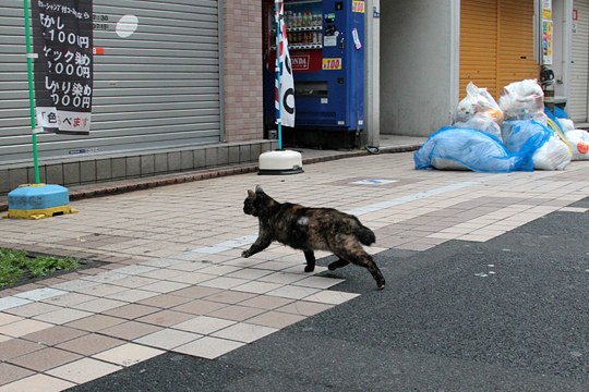 太田区のねこ
