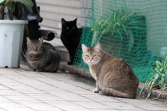 太田区のねこ