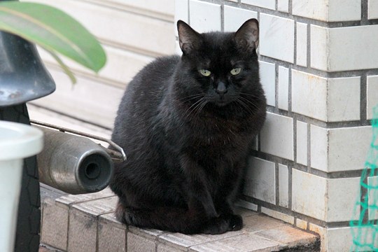 太田区のねこ