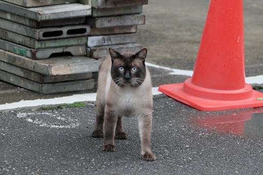 太田区のねこ