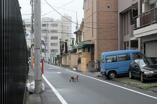 太田区のねこ