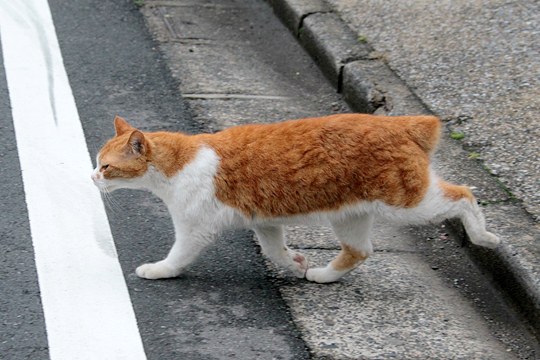 太田区のねこ