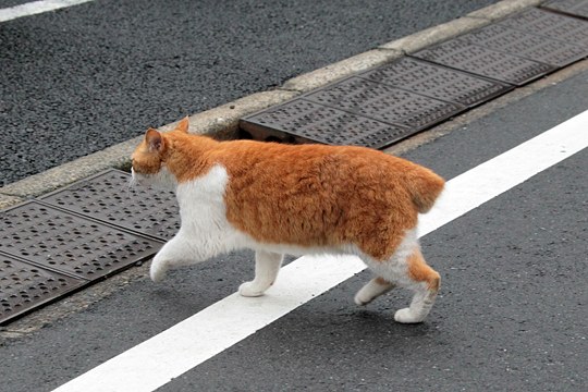 太田区のねこ