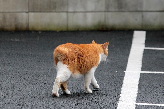 太田区のねこ