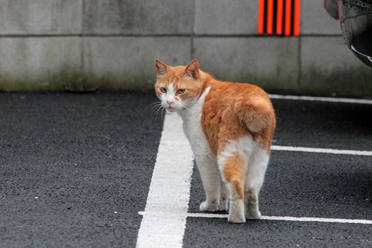 太田区のねこ
