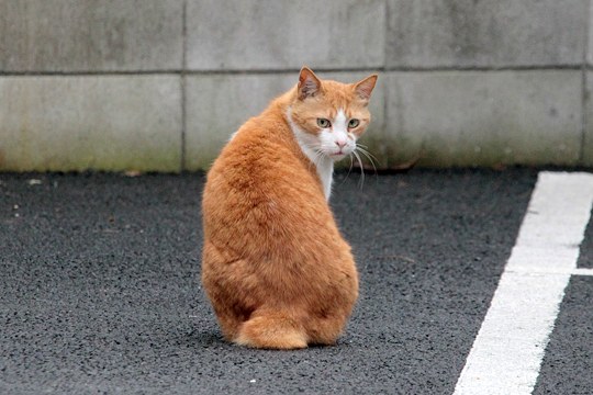 太田区のねこ