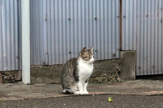 太田区のねこ