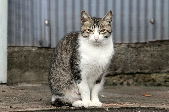 太田区のねこ