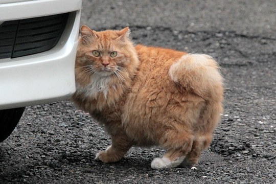 太田区のねこ