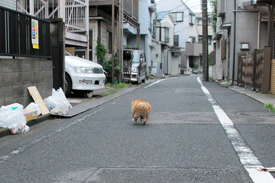 太田区のねこ