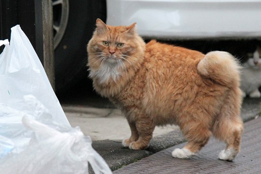 太田区のねこ
