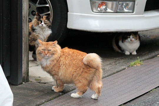 太田区のねこ