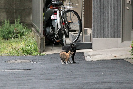 太田区のねこ