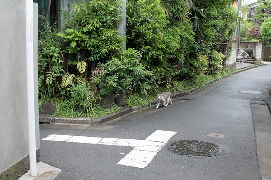 太田区のねこ