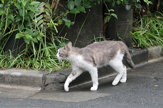 太田区のねこ