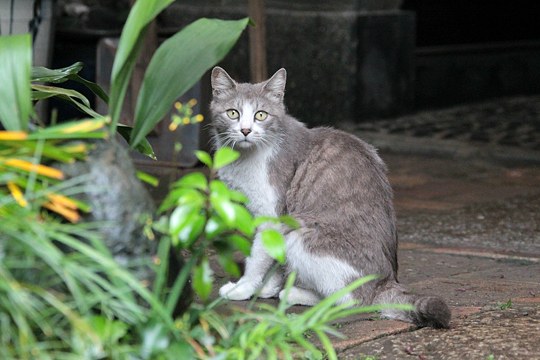 太田区のねこ