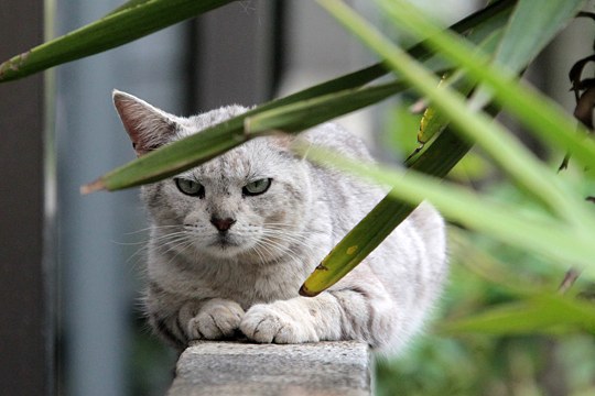 太田区のねこ