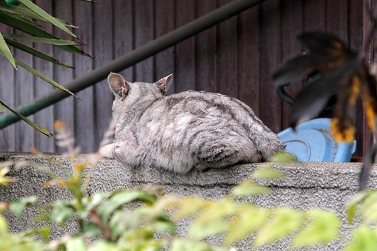 太田区のねこ
