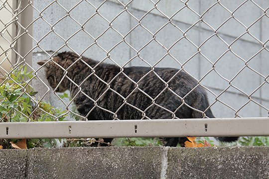 太田区のねこ