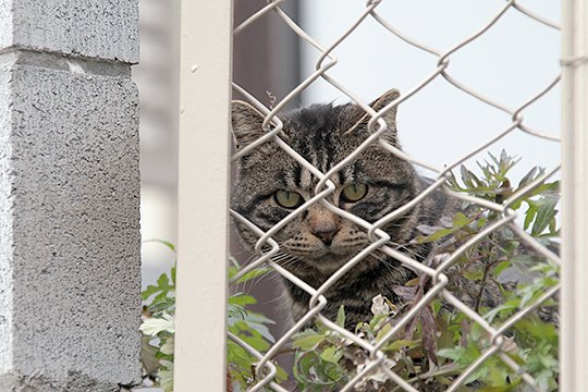 太田区のねこ